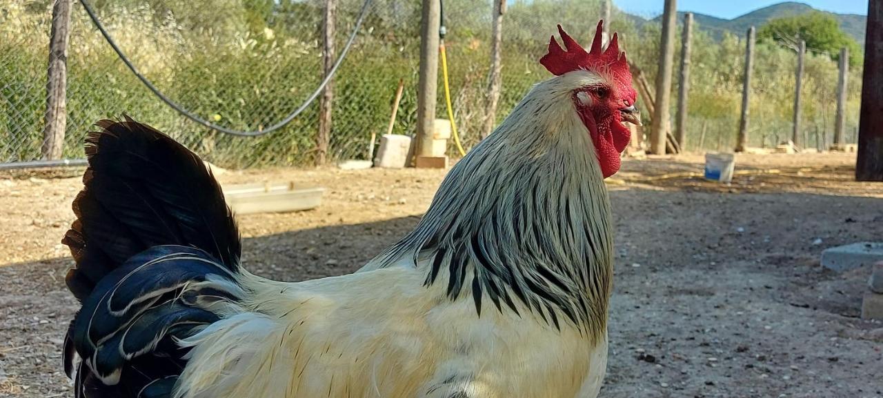 Villa Klinai Cerveteri Kültér fotó