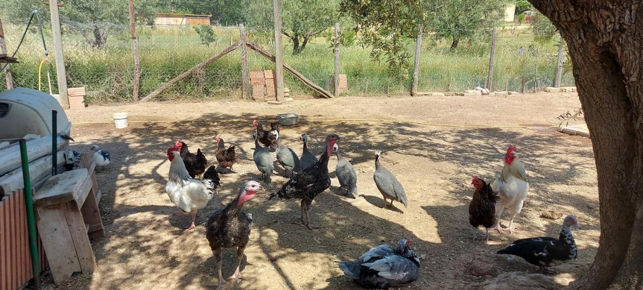 Villa Klinai Cerveteri Kültér fotó